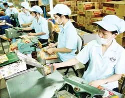 Giá cà phê cao: tranh thủ Xuất khẩu