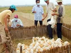 ĐBSCL: Tái phát cúm gia cầm
