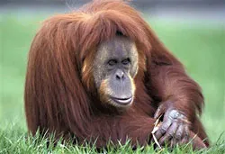 Đười ươi già nhất thế giới qua đời