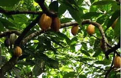 Bài 5: Hạt thần của rừng già…