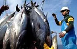 102 tuổi vẫn tìm đường di cư ảnh 2