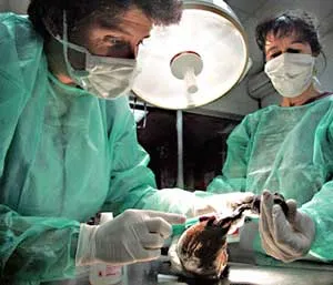 Phát hiện cơ chế làm cúm gia cầm trở thành dịch