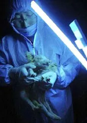 Kéo máy bay bằng... răng ảnh 2