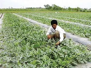 Đồng Nai: Trồng dưa hấu trái vụ