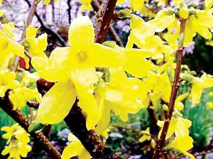 Hoa forsythia, “hoa mai Paris” của Việt kiều, gợi nhớ hoa mai quê hương.