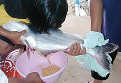 Câu chuyện nghề cá và nhà khoa học