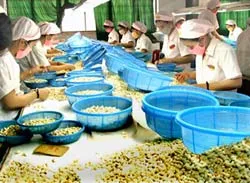 Ngành Điều: Vẫn cung cách làm ăn nhỏ