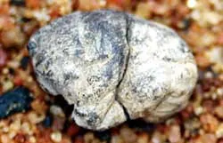 Bài 1: Chewing-gum ra đời từ lúc nào?