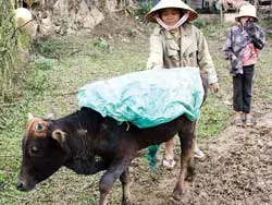 Các tỉnh phía Bắc khẩn trương chống rét cho cây trồng và gia súc ảnh 3