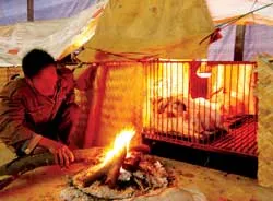 Các tỉnh phía Bắc khẩn trương chống rét cho cây trồng và gia súc ảnh 2