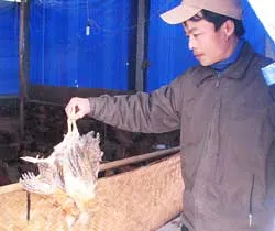 Rét hại, nông dân nuôi gà lo lắng
