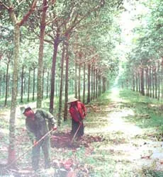 Tây Nguyên: Trồng thêm 100.000ha cao su