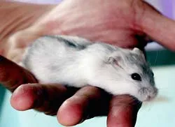 Khi nhà nhà nuôi chuột kiểng, thú kiểng:Điều gì sẽ xảy ra? ảnh 2