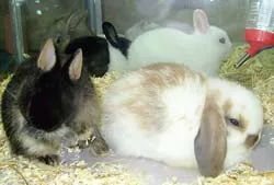 Khi nhà nhà nuôi chuột kiểng, thú kiểng:Điều gì sẽ xảy ra?