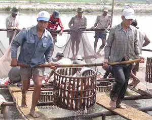 Nhộn nhịp làng cá Thới Thuận