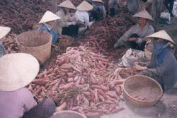 Xã 50 triệu/ha