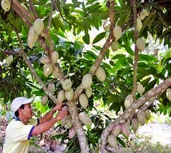 Ca cao và hồ tiêu “sốt” giá