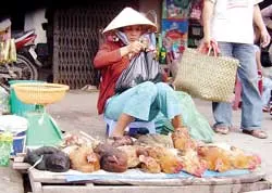 Trước nguy cơ dịch cúm gia cầm lan rộng - Người dân vẫn thờ ơ!