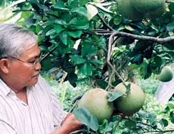 Bưởi da xanh hội nhập