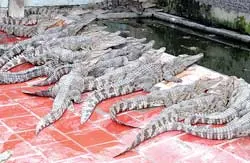 Bí đầu ra, thiếu an toàn ảnh 2