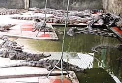 Bí đầu ra, thiếu an toàn