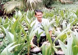 Nghệ nhân… trồng dừa!