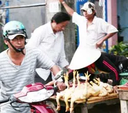 Vẫn coi thường “tử thần” H5N1!