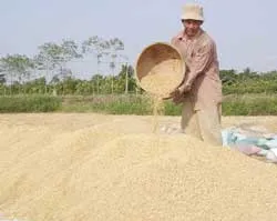 ĐBSCL: Giá lúa tiếp tục tăng