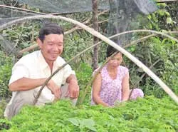 Người ươm mầm phủ xanh đồi trọc