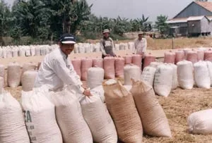 Lúa gạo tăng giá: Lo !