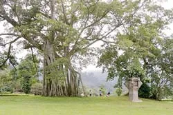 4 phương án phục hồi cây đa Tân Trào