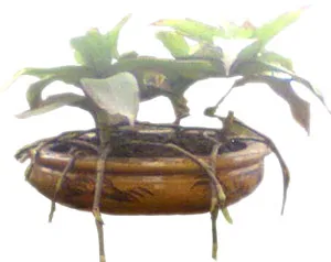 “Thần dược”... cây lược vàng?