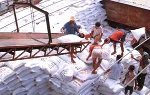 Giá gạo có thể tăng đến 1.000USD/tấn