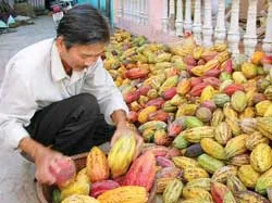 Ước mơ vàng từ cây ca cao ảnh 2