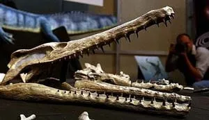 Brazil phát hiện bộ xương cá sấu hóa thạch 62 triệu năm