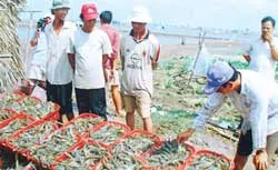 Phờ phạc vì “chạy” vốn nuôi tôm