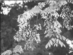 Những cánh hoa Sưa