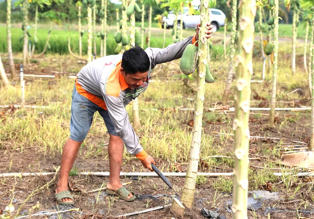 Nhiều diện tích nông nghiệp chết1956.png