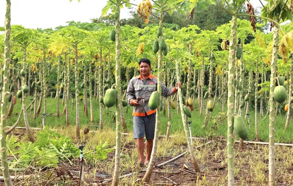 Nhiều diện tích nông nghiệp chết851.png