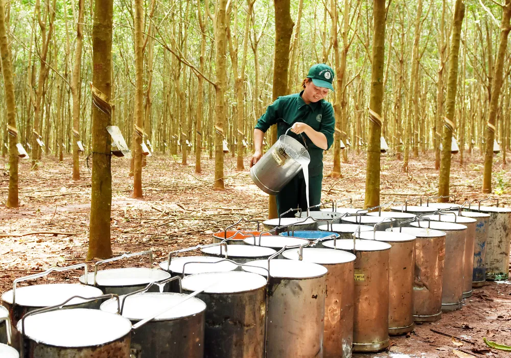 Tập đoàn Công nghiệp Cao su Việt Nam phấn đấu doanh thu đạt 33.799 tỷ đồng