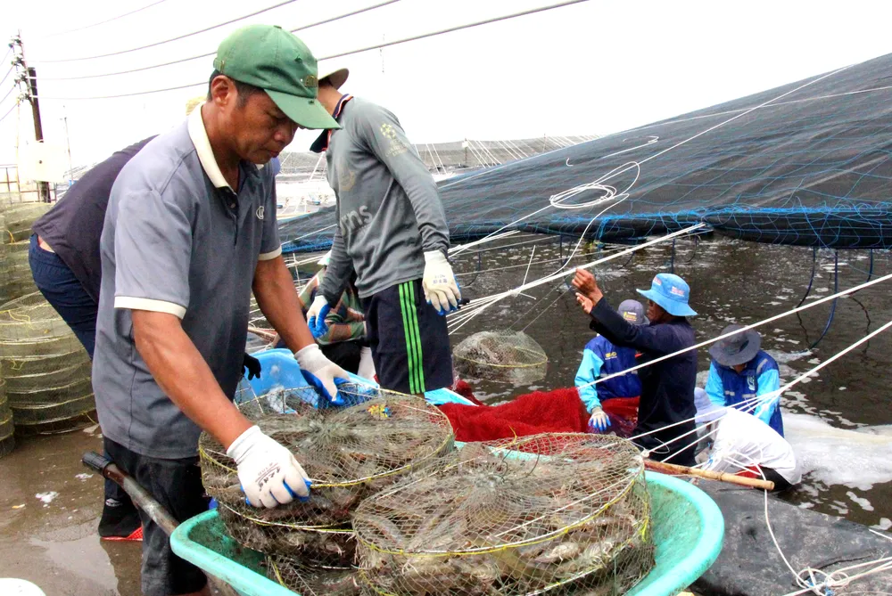 Giá tôm thẻ chân trắng tăng thêm 80.000 – 100.000 đồng/kg so với cùng kỳ