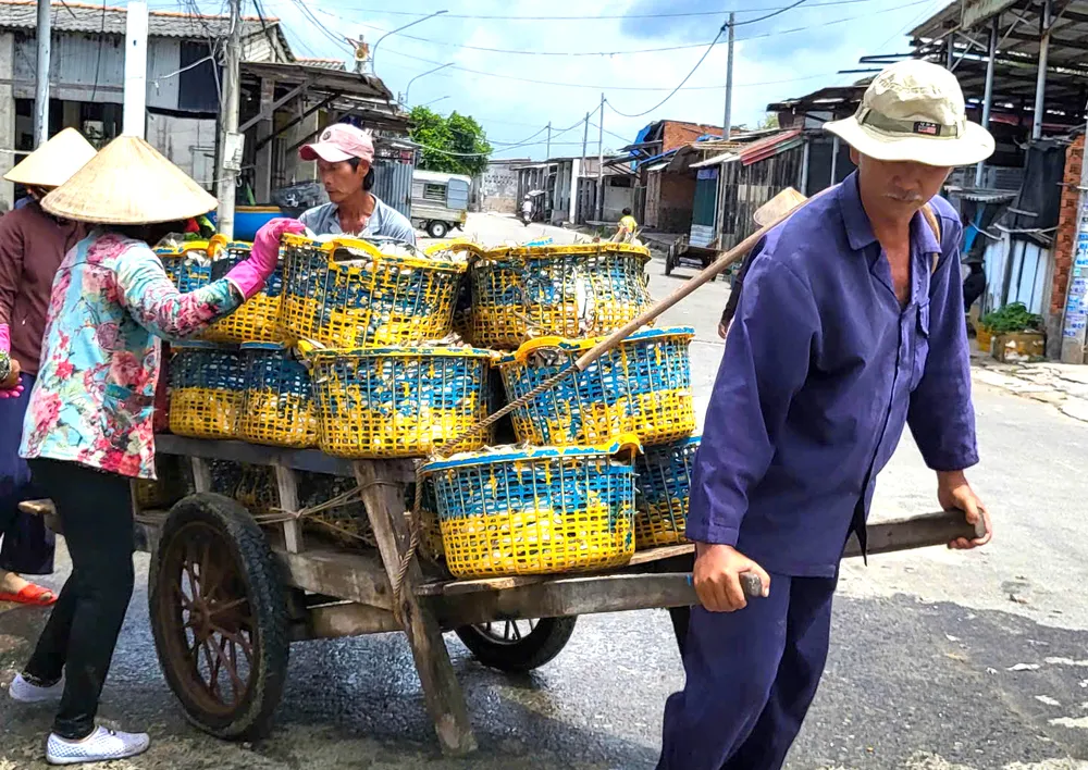 Việc tiêu thụ ngay sau khi cập bờ giúp cá giữ được độ tươi và thuận lợi cho việc vận chuyển đến các điểm tiêu thụ. Ảnh: THÀNH HUY