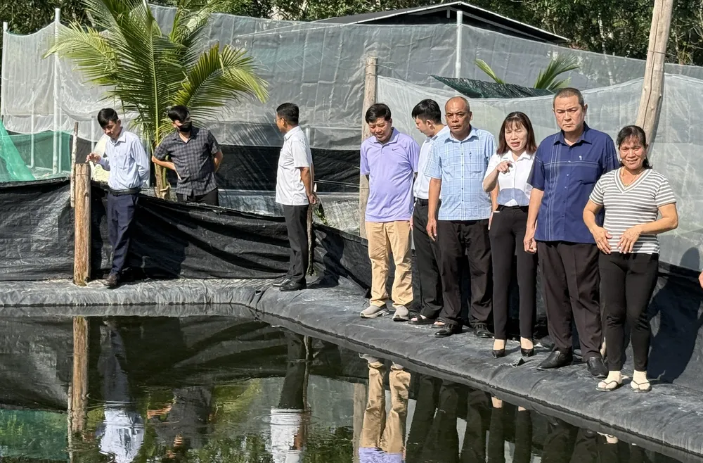 Thăm mô hình nuôi ếch đồng lai của hộ bà Nguyễn Thị Thu ở ấp An Lập