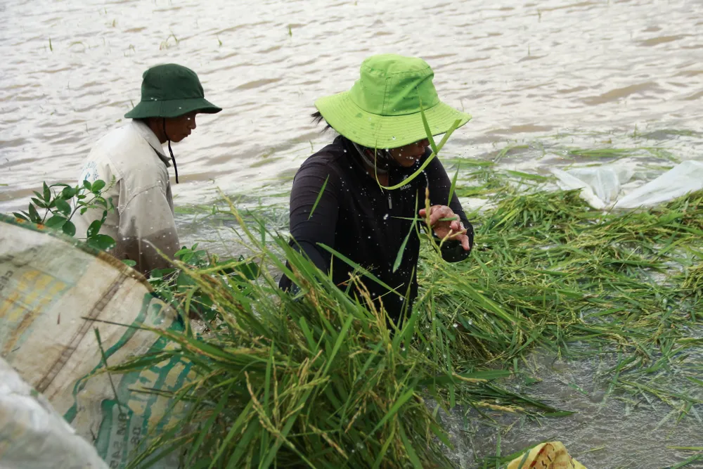Đắk Lắk: Gồng mình đắp đê cứu hơn 1.000ha lúa ảnh 6