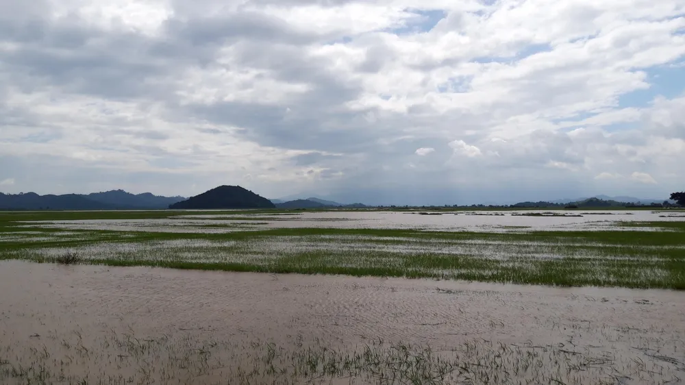 Đắk Lắk: Gồng mình đắp đê cứu hơn 1.000ha lúa ảnh 7