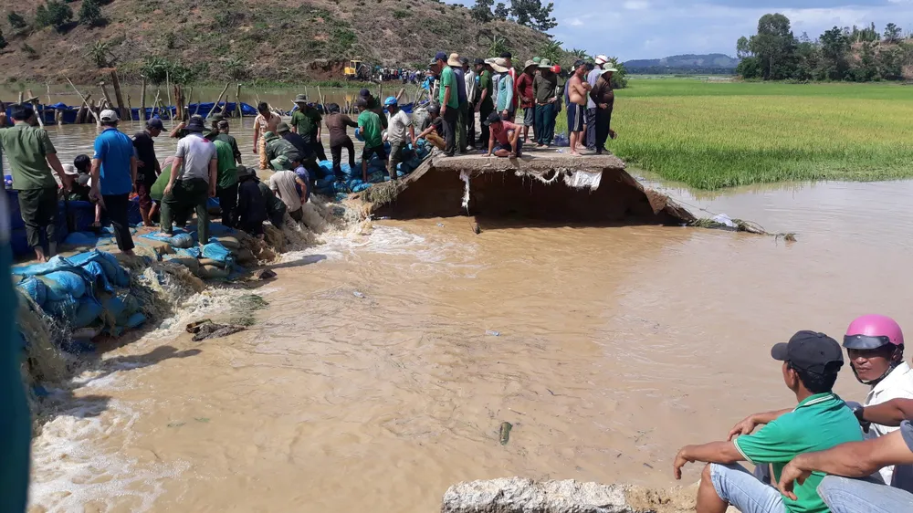 Vỡ đê, hàng trăm người dân trầm mình cứu lúa ảnh 5