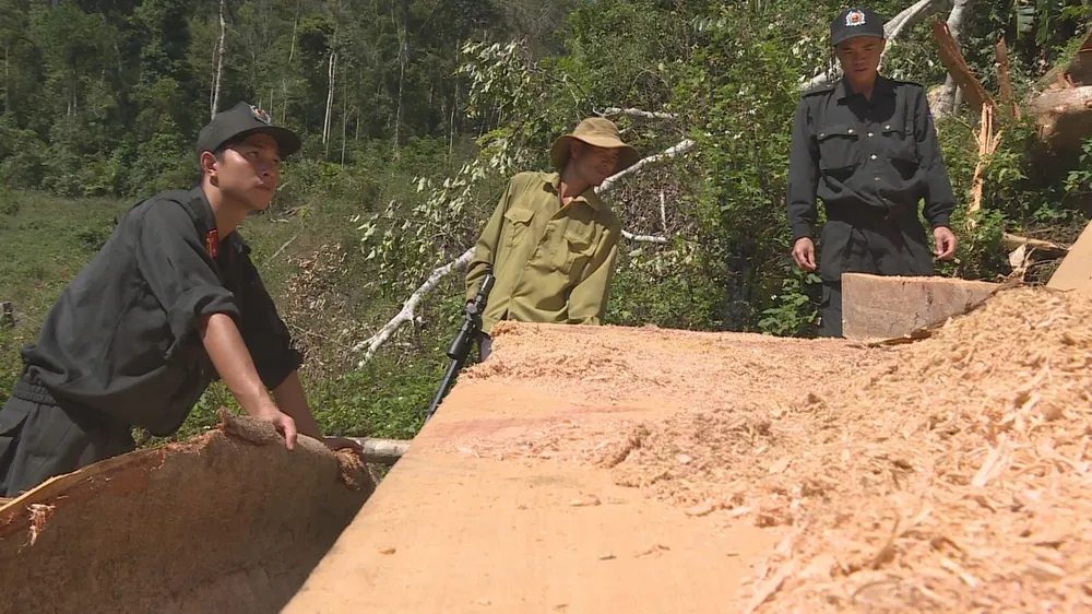 Phát hiện vụ khai thác trái phép gần 200m³ gỗ ảnh 2