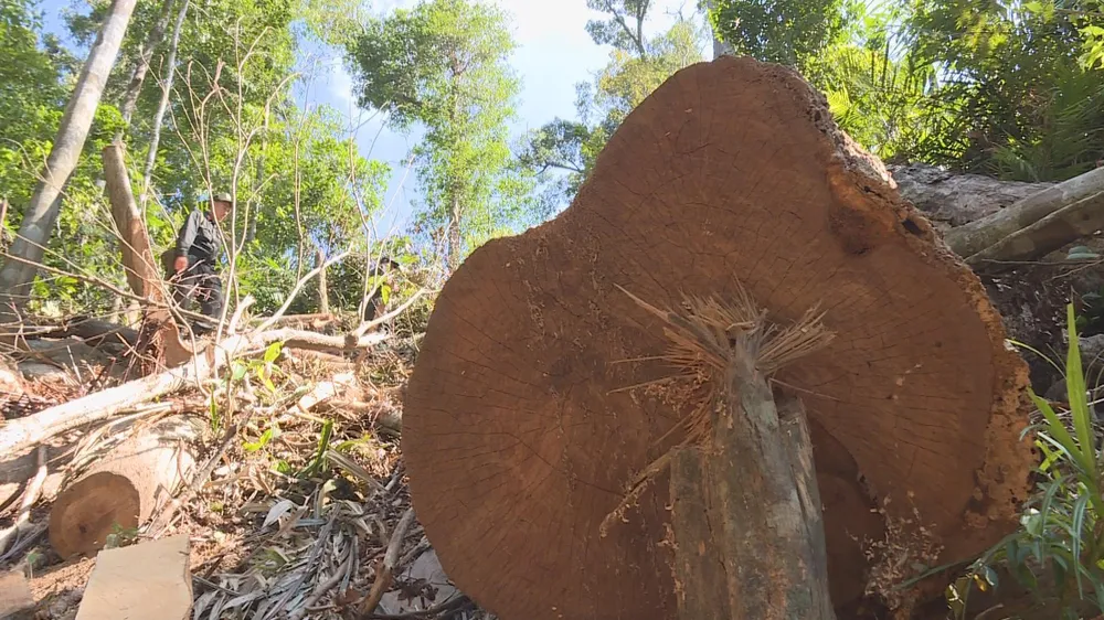 Phát hiện vụ khai thác trái phép gần 200m³ gỗ ảnh 6