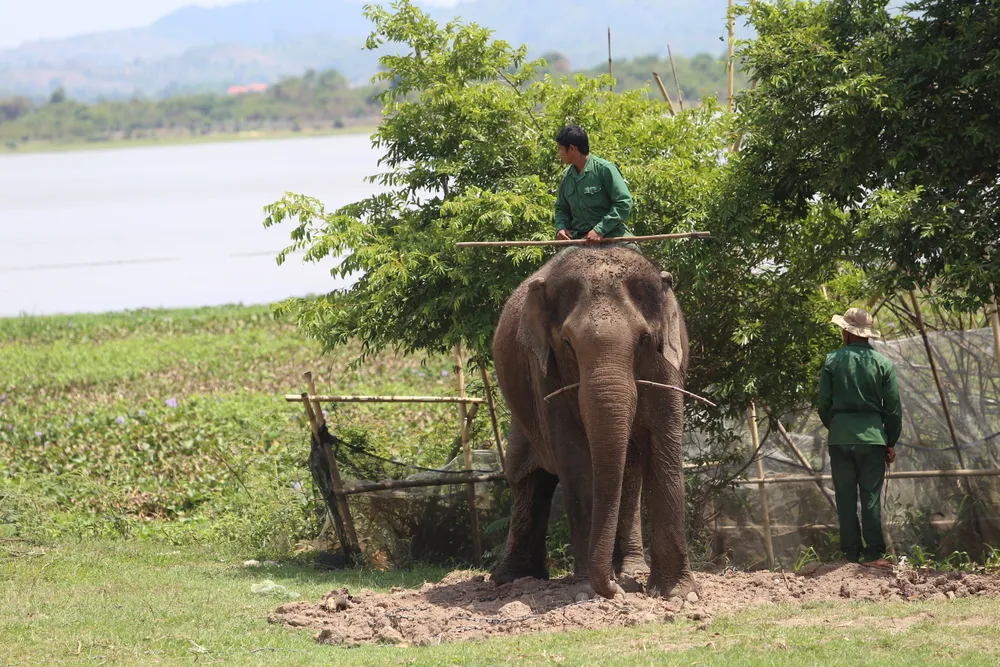 Đã khống chế được voi nhà động dục, quật nài voi tử vong ảnh 5