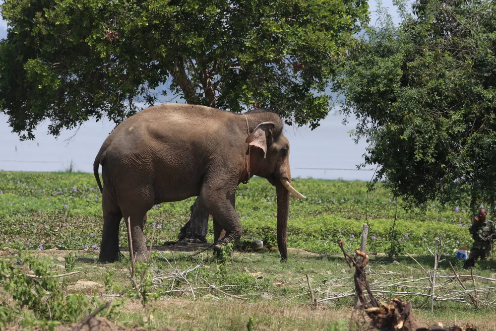Đã khống chế được voi nhà động dục, quật nài voi tử vong ảnh 3